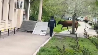 Ловлю быка полицейскими в центре Астаны засняли прохожие