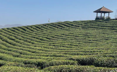 Кирпичный чай Чиби: как древний путь чая стал современным драйвером развития региона