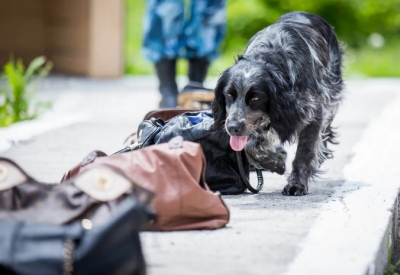 150 преступлений помогли раскрыть в 2025 году служебные собаки в Павлодаре
