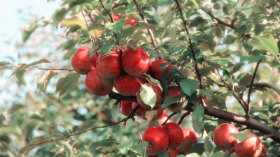 О роли акимов, олигархов и семьи Назарбаевых в вырубке яблонь в Алматы заявил депутат