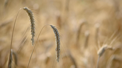 "Дырявая" граница: более 600 млн тенге составил ущерб от контрабанды пшеницы в Казахстан