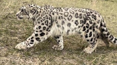 Изможденного снежного барса нашел пастух в Алматинской области