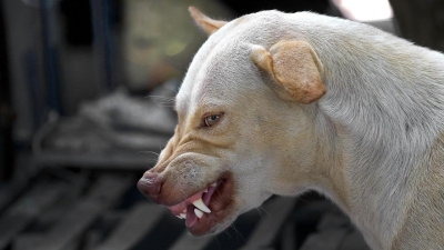 "Можем потерять контроль над ситуацией": Токаев о проблеме бродячих собак