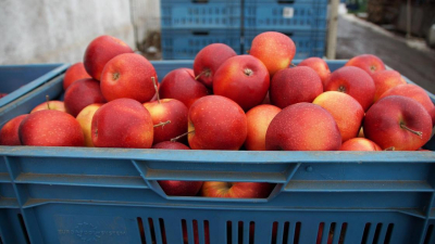 Экспорт фруктов из Британии сократился в два раза после Brexit