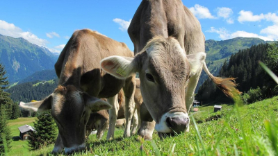 Пастбища по ошибке продали инвестору в Павлодарской области