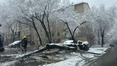 Не ставить машины под деревьями призвали алматинцев в ДЧС