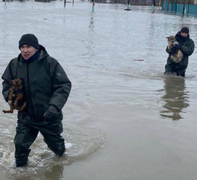 Как спасают животных во время паводка в Актюбинской области