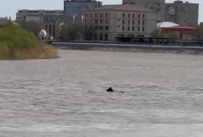 В Атырау спасена тонущая в Урале лошадь