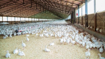 Птицефабрику зятя Рахата Алиева под Алматы вернули государству