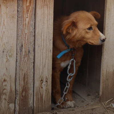 &laquo;Хирург сказал, что это не собака откусила, а люди намеренно отрезали нос&raquo;