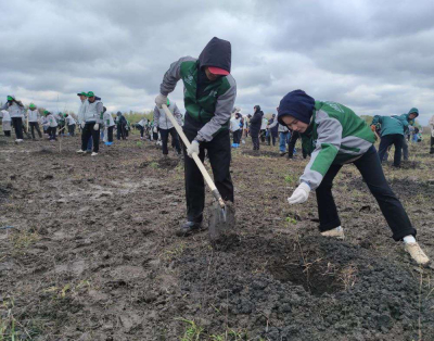 Посадили тысячу деревьев
