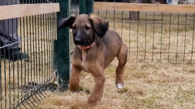 "Шустрый малый": в Акорде показали щенка тазы, которого подарили Токаеву (фото)