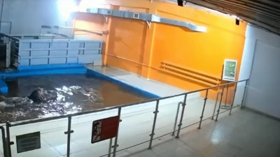 Паша и Лола испугались и обнялись: реакцию животных на землетрясение показали в зоопарке Алматы (видео)