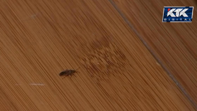 &quot;Там уже свадьба у них&quot;: клопы в домах напугали жителей Алматы (видео)