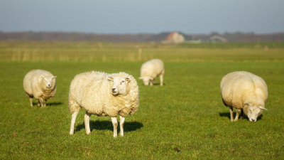 Казахстан ограничил вывоз скота из страны