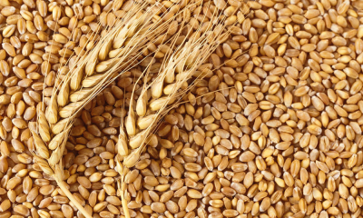 Более 20 случаев незаконного ввоза пшеницы из России предотвратили в РК