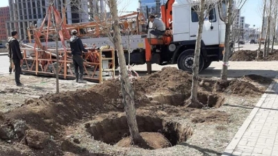 &quot;В Алматы бы давно шум подняли&quot;: астанчан возмутило выкапывание деревьев