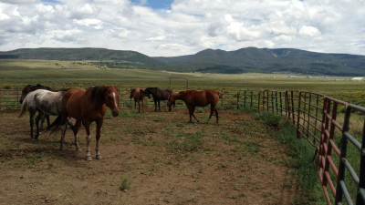 Табун лошадей погиб от удара молнии в Жамбылской области (видео)