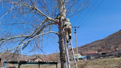 Помощь спасателей понадобилась девочке из Риддера, застрявшей на дереве (фото)