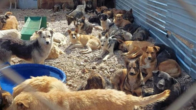 &quot;Каждый день выносим трупы собак&quot;: животные умирают от жажды в отлове Астаны