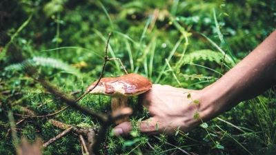 Налог на сбор грибов и диких ягод введут в Казахстане